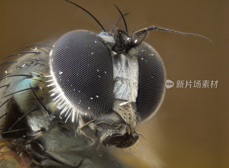 小飞人。长脚蝇科