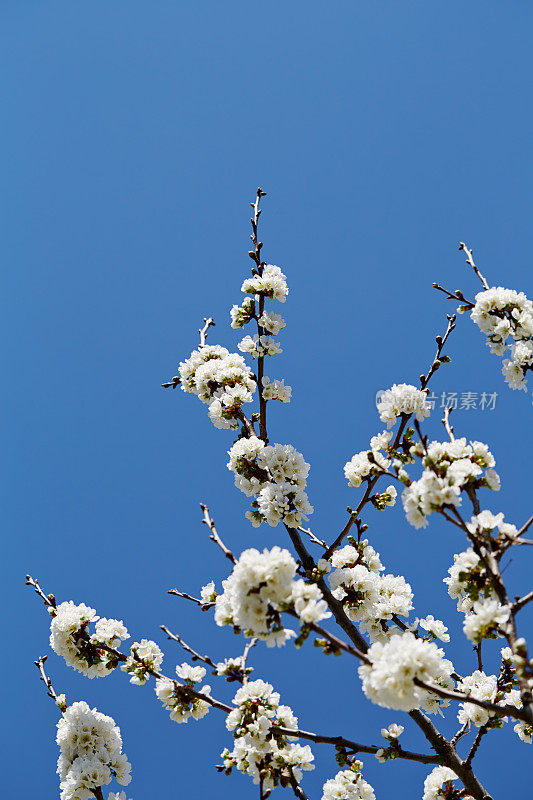 苹果树开花