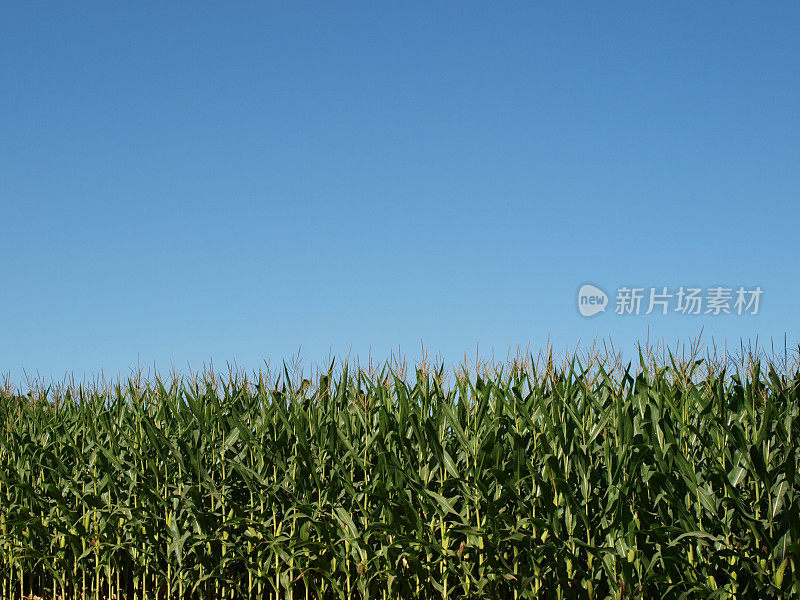 湛蓝天空下的玉米秆