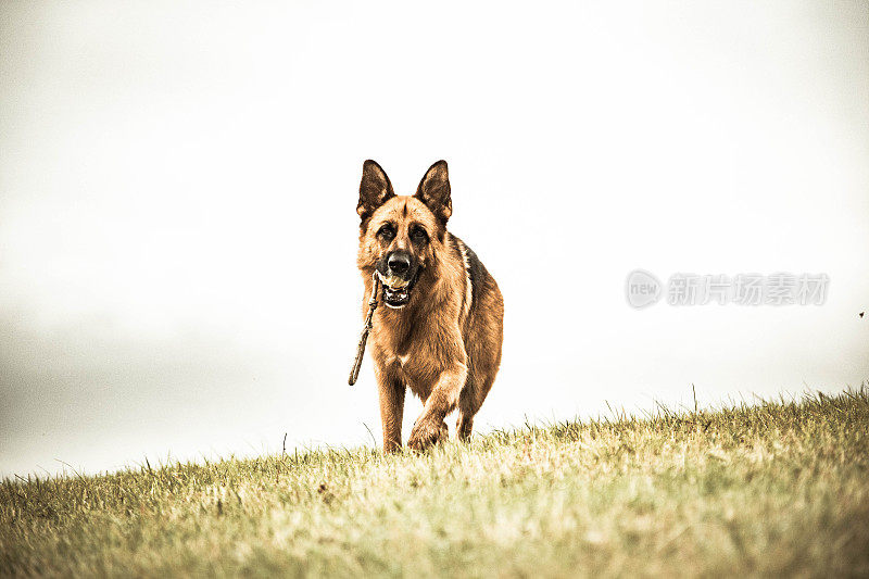 德国牧羊犬动作射击