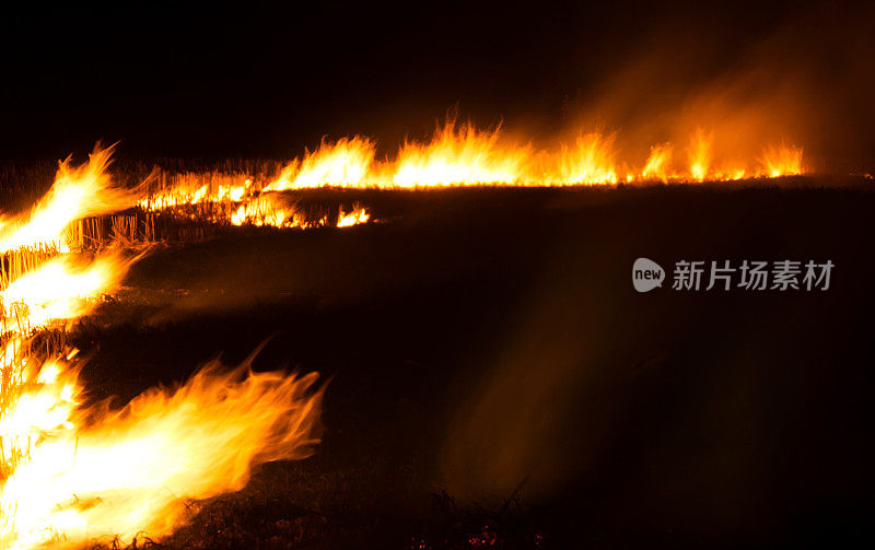 《黑夜中的森林》