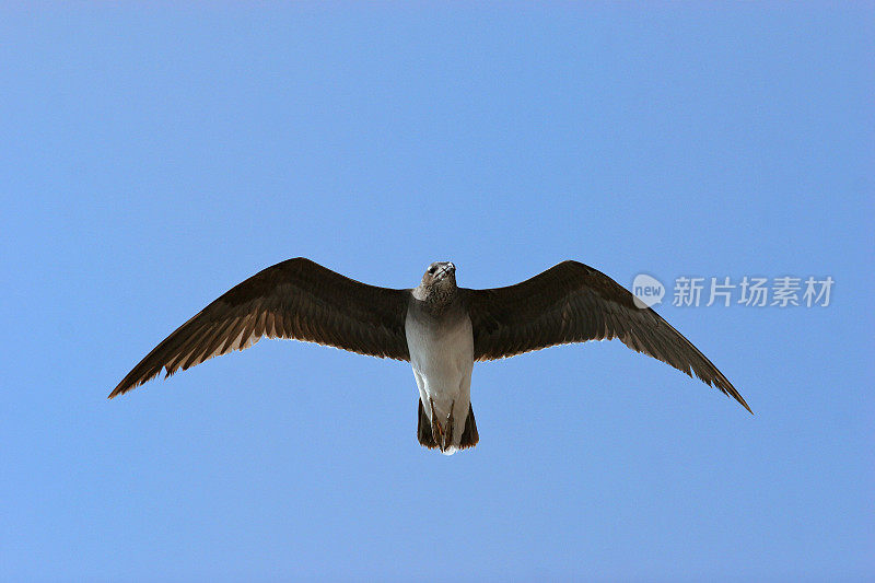 蓝天上的海鸥