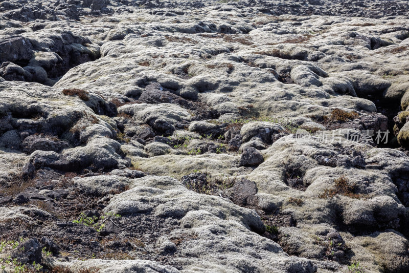 冰岛Krysuvik被苔藓覆盖的熔岩田