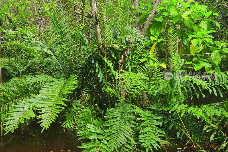 绿叶:蕨类植物，丛林沼泽湿地，热带雨林景观