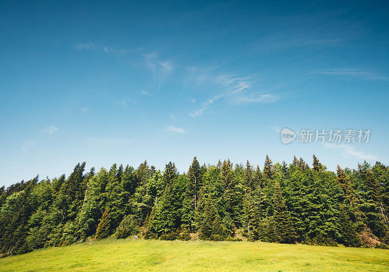 高山牧场与混交林