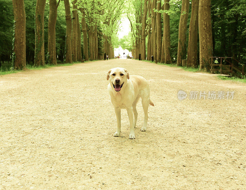 拉布拉多寻回犬