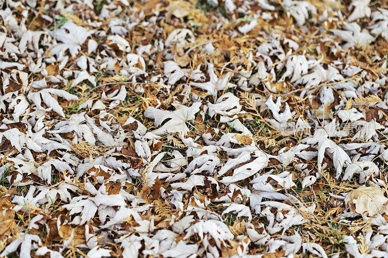 秋天的枫叶和雪松针