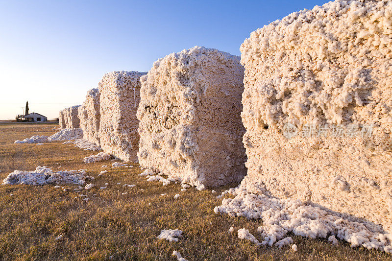 收获棉花模块，德克萨斯南部平原