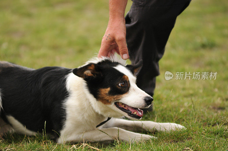 牧羊犬服从