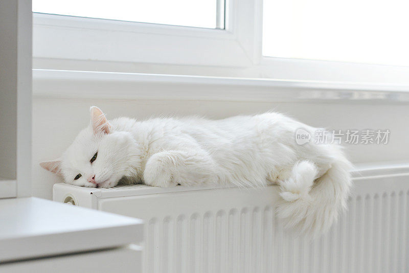 猫在暖气片上休息