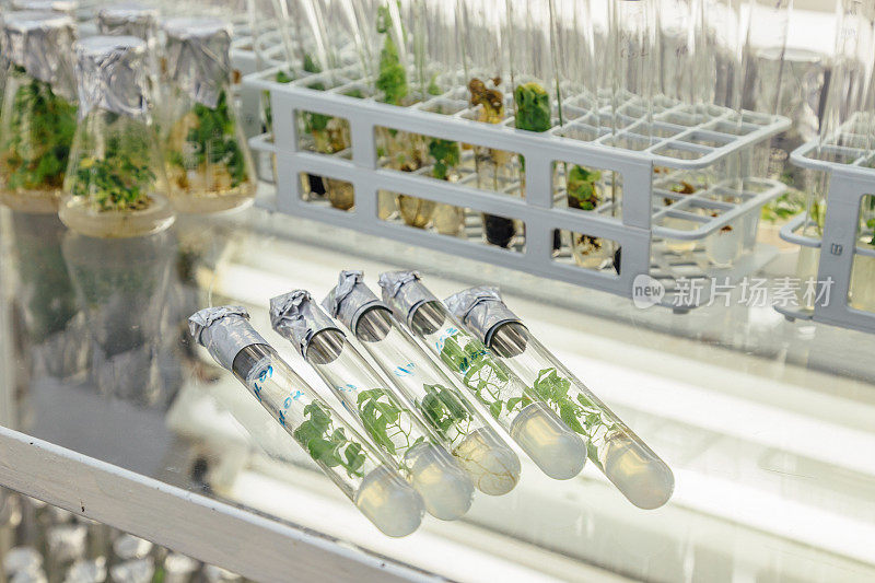 玻璃桌上放着五个试管，里面有营养培养基中的微型植物。