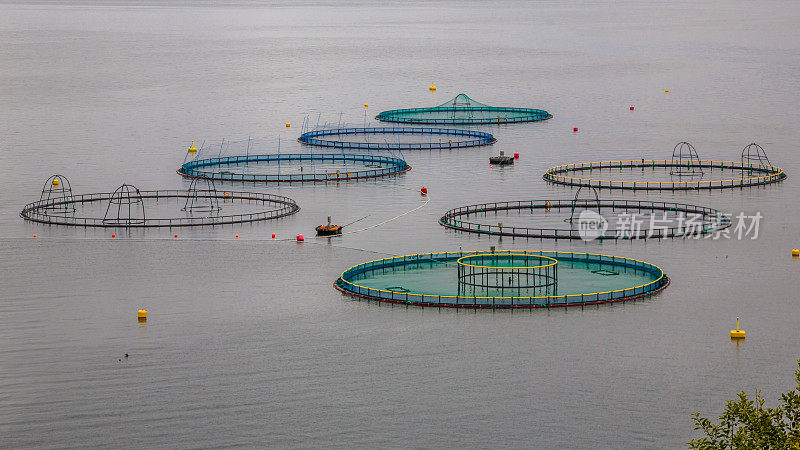 挪威的鲑鱼养殖场