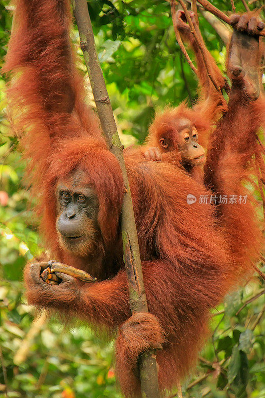 雌性苏门答腊猩猩和一个婴儿挂在树上