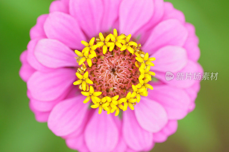 Zinnia线虫花