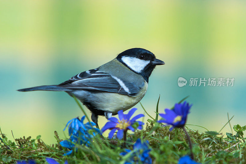 春季大山雀