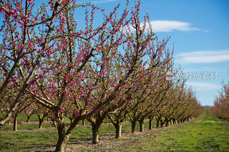 西班牙莱伊达埃托纳果园里的春天开花的果树