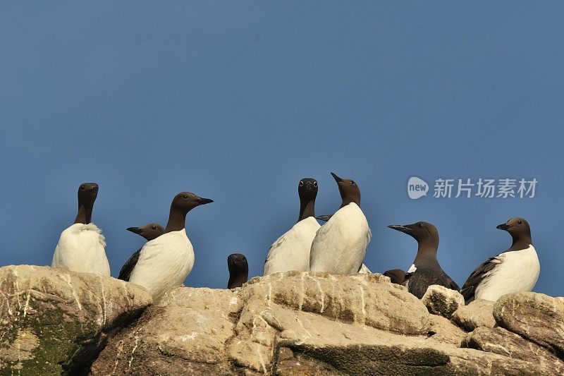 常见的海鸦