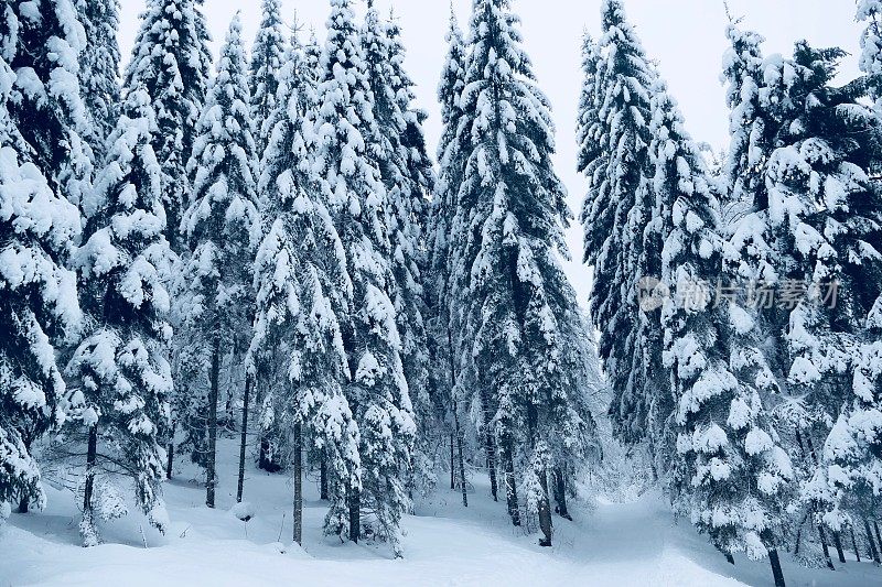 在欧洲阿尔卑斯山脉，冰雪覆盖的冬季景观和森林