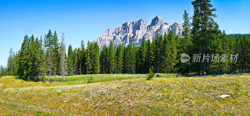 在贾斯珀国家公园，阿尔伯塔，加拿大美丽的景观与鲜花和落基山脉的背景全景