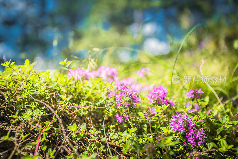 野生百里香的花。在户外