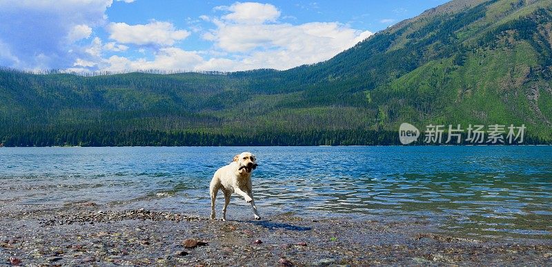 山区湖泊中的拉布拉多寻回犬