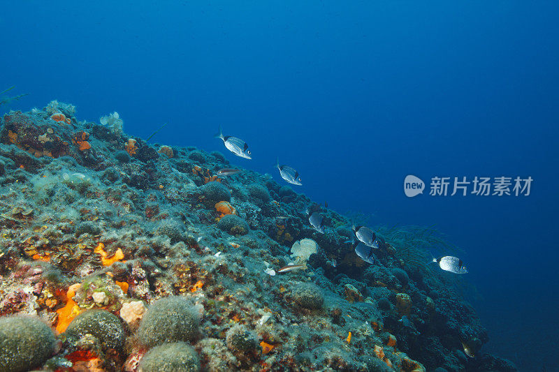水下景观萨尔戈鱼学校海洋生命水肺潜水员的观点