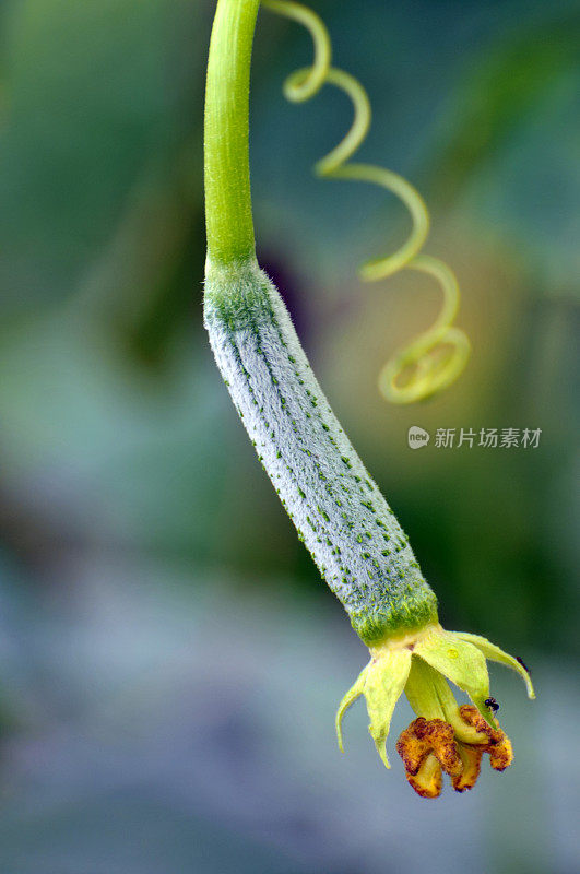 丝瓜葫芦植物