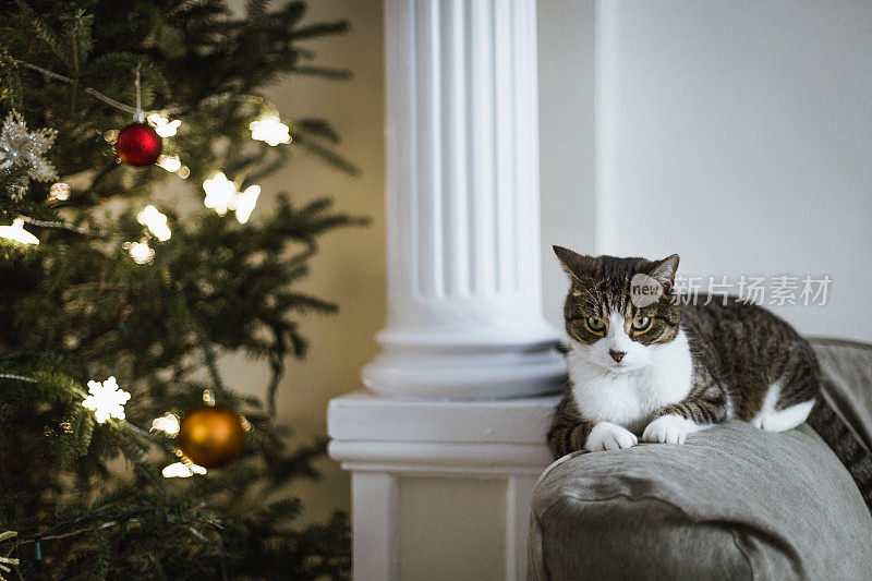 猫坐在圣诞树旁的沙发上