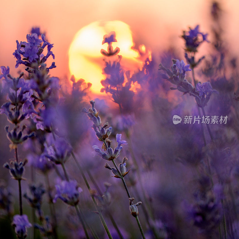 日落时薰衣草田的景色