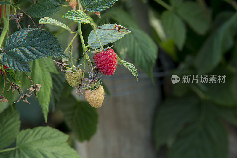 树莓在藤上成熟的特写