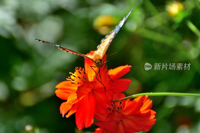 橙色宇宙花和蝴蝶