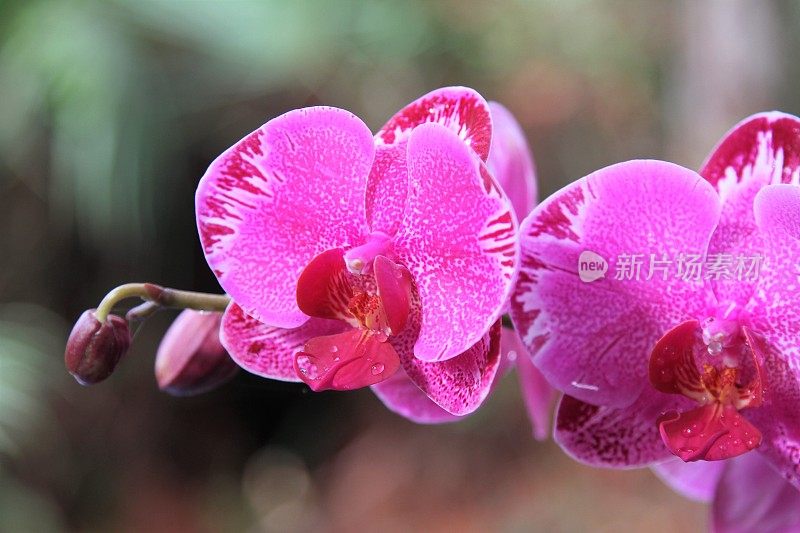 兰花花头宏盛开。