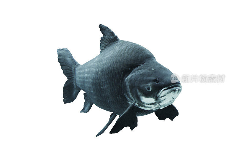 巨型暹罗鲤鱼