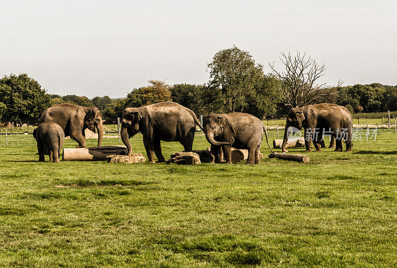 一群印度亚洲象
