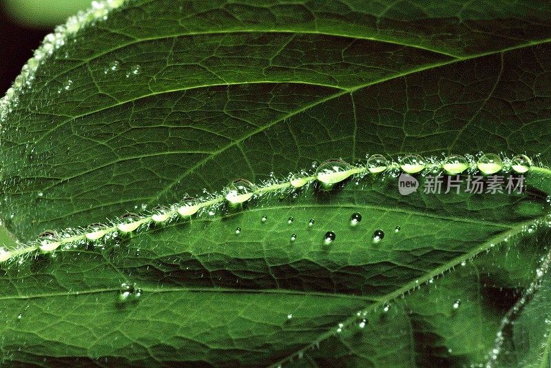 近距离观察绿叶上的雨滴。