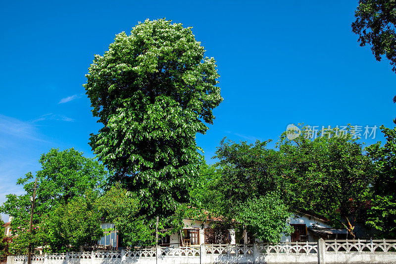 林登树