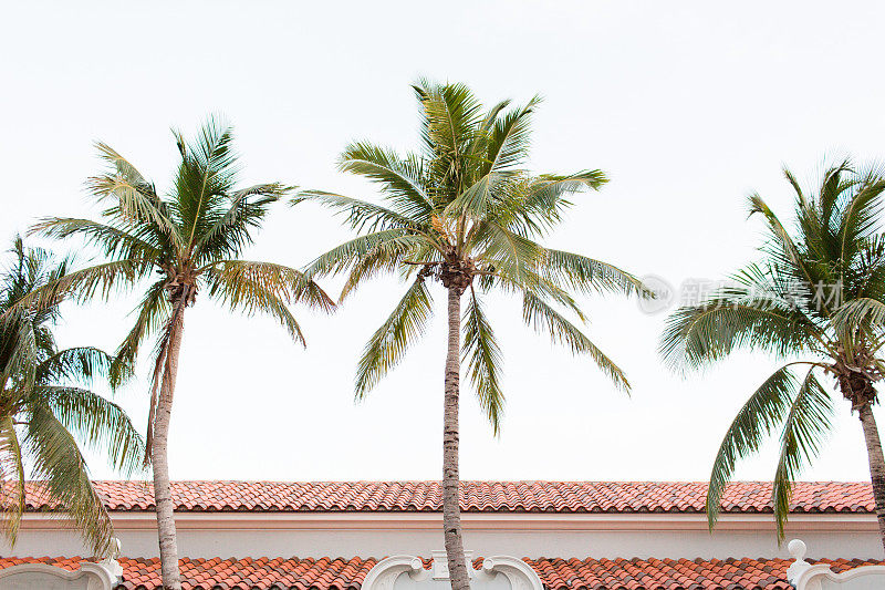 棕榈滩沃斯大街上的棕榈树