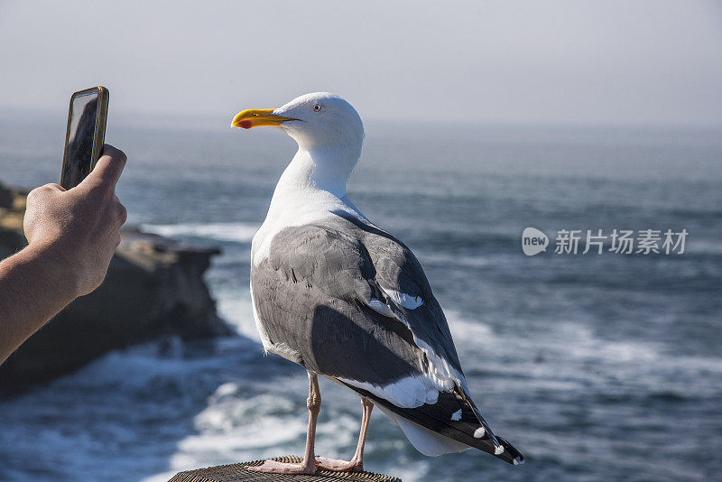 海鸥肖像