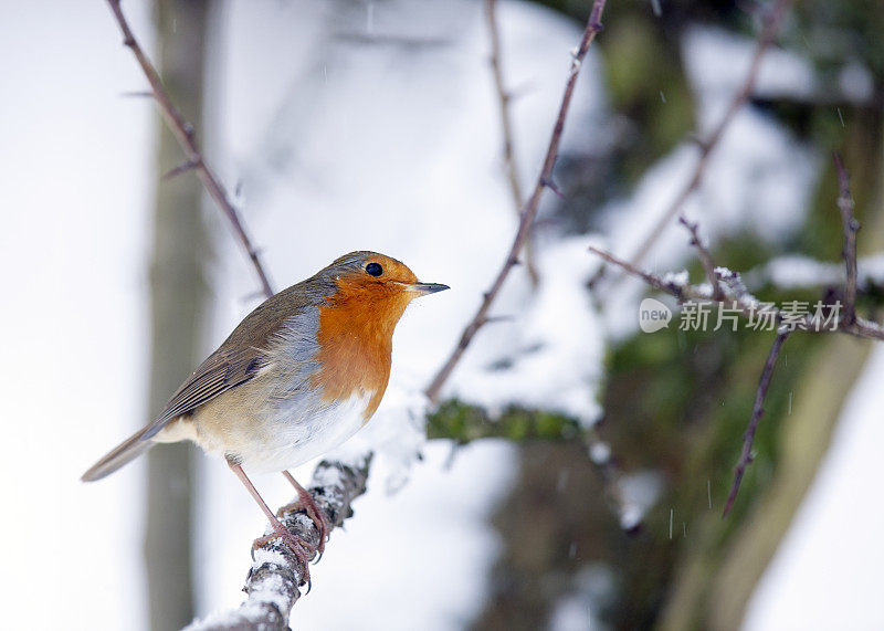 罗宾(红心rubecula)