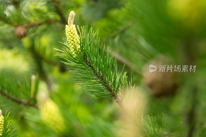 针叶植物-松树