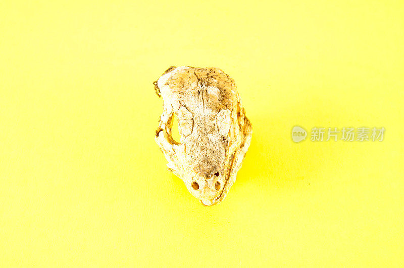 加纳利干蜥蜴颅骨