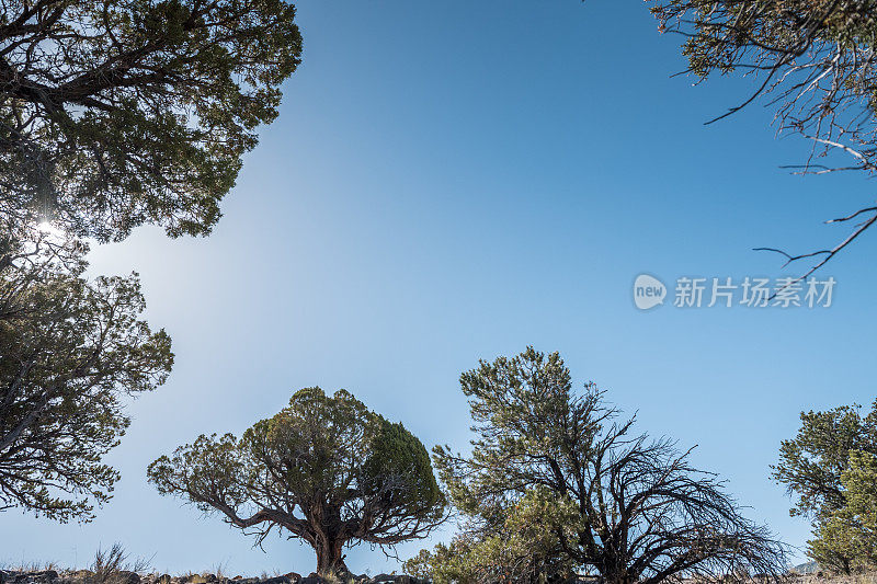 杜松树勾勒出蔚蓝的天空