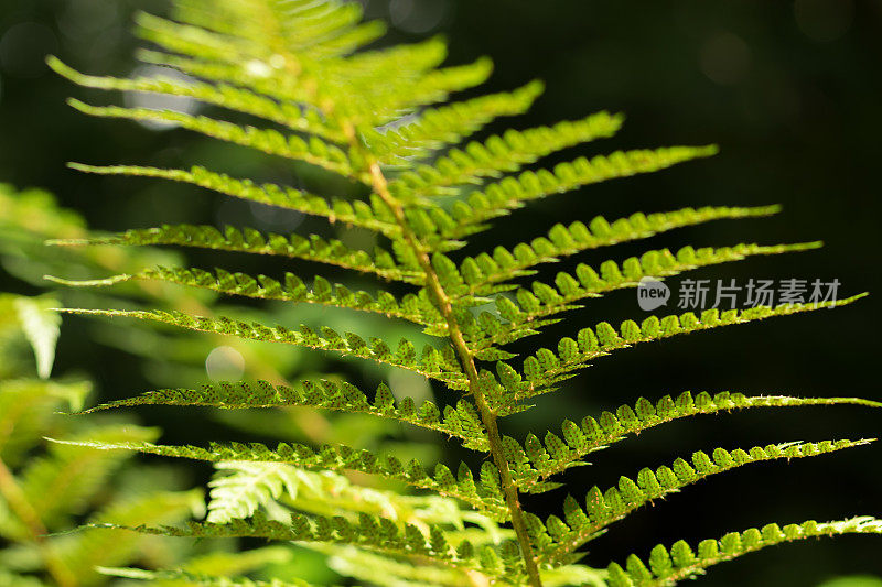 蕨类植物的宏观照片