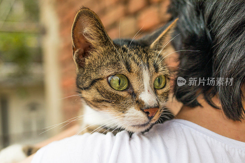 一个陌生的年轻女人抱着她的条纹猫