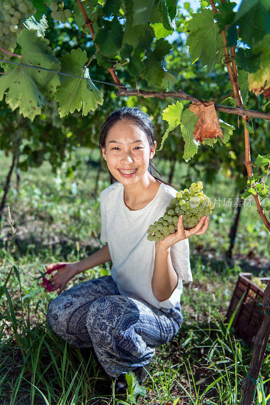 微笑的中国年轻女子收获白葡萄