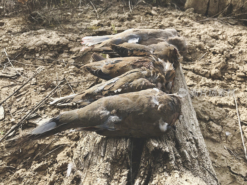 科罗拉多州西部的猎鸽收获区