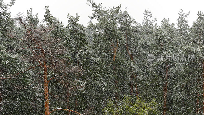 雪暴风雪在松林。UltraHD资料片