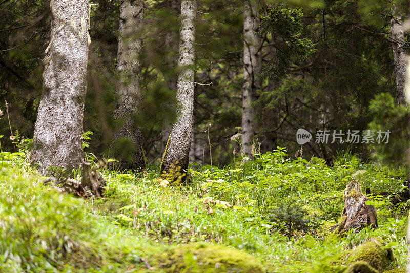 长满青苔的绿色森林。