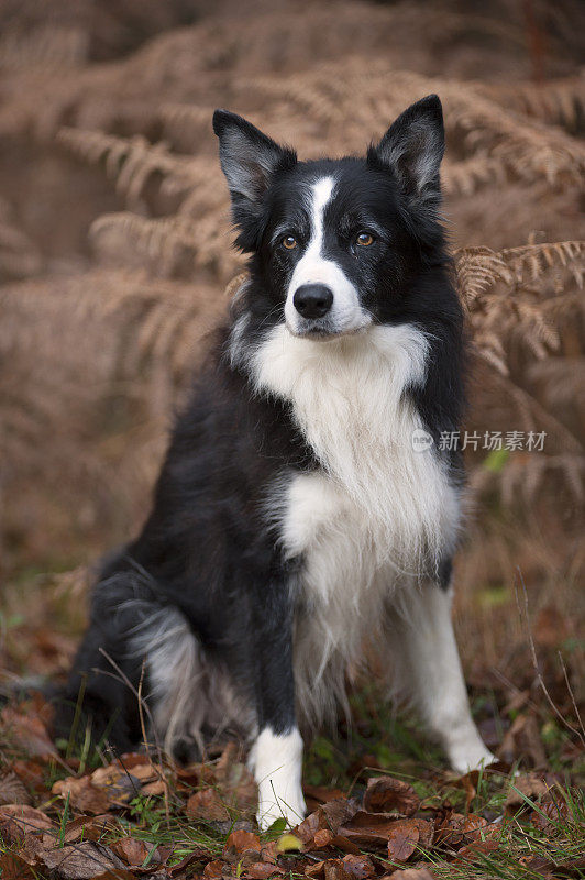 老边境牧羊犬