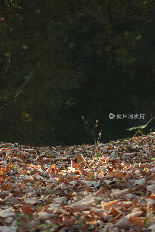 森林倒影在河水上